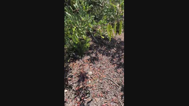 6Q87 11-05-2025 Recorded Video big