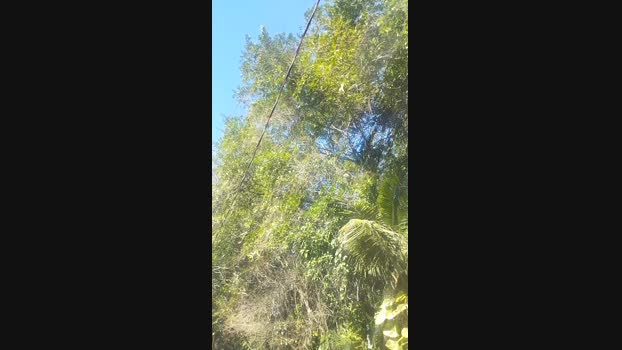 Gatonota 16-05-2025 Recorded Video blowjob