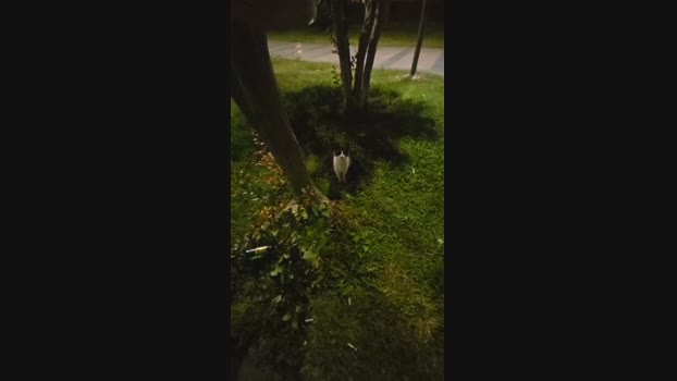 pollen_07 17-05-2025 Recorded Video fuckme