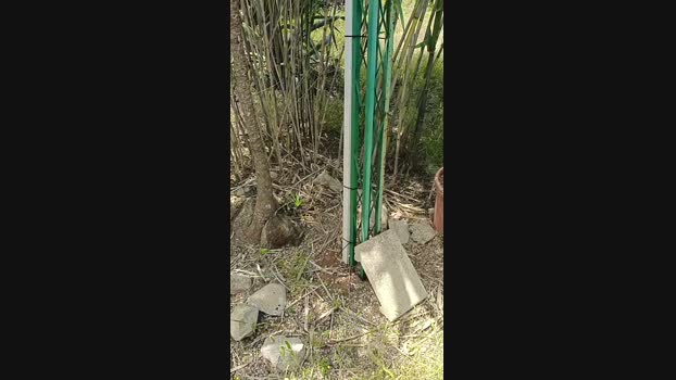 piovrahot 19-05-2025 Recorded Video Pretty