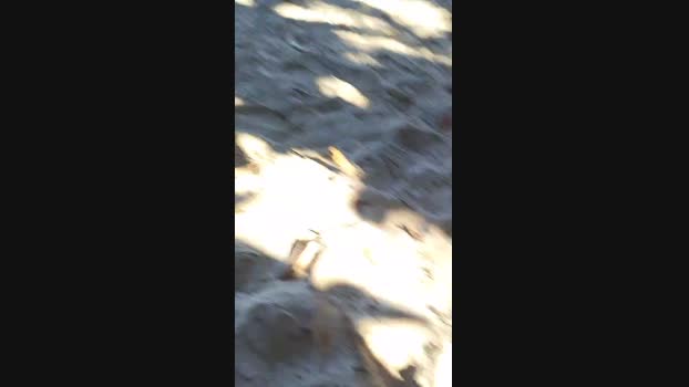 Gatonota 20-05-2025 Recorded Video naughty