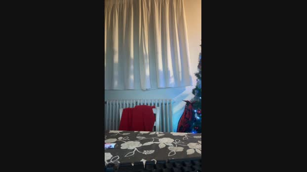 Marcone99 24-05-2025 Recorded Video Video