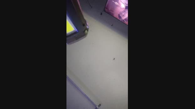 dandanger63 27-05-2025 Recorded Video suckshow