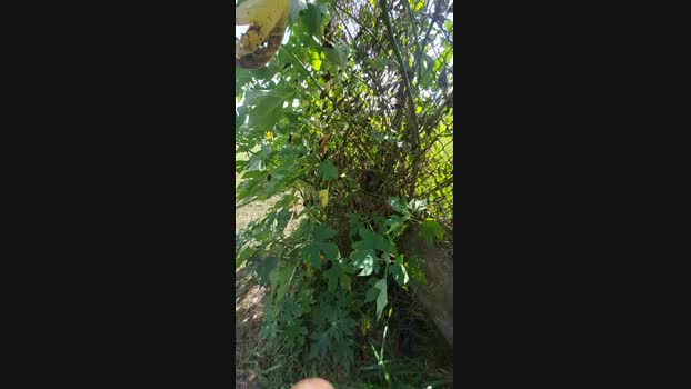 jao_magrao 27-05-2025 Recorded Video blowjob
