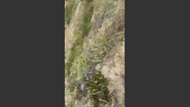 Horny_cruising 10-06-2025 Recorded Video naughty