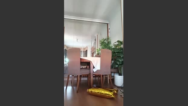 Bbfoxspain 14-06-2025 Recorded Video love