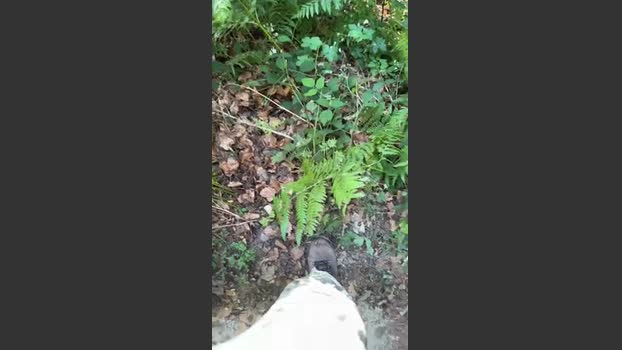 Zorro2024 23-06-2025 Recorded Video bigdick