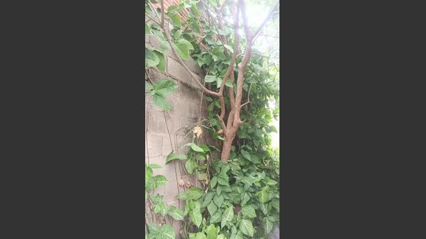 hotboy1955 29-06-2025 Recorded Video prettyface