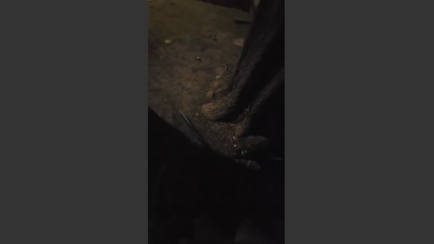 pollen_07 06-07-2025 Recorded Video big