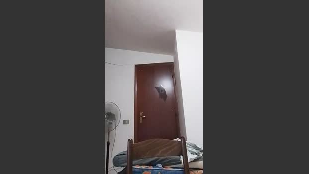 casertaxxx 17-07-2025 Recorded Video horny