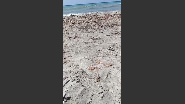 coppiaporcahot 20-07-2025 Recorded Video Recorded