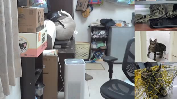 Monster_SSS 21-07-2025 Recorded Video analtoy