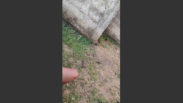 Papiyoungpig 21-07-2025 Recorded Video kissing
