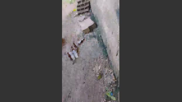 Papiyoungpig 21-07-2025 Recorded Video bigballs