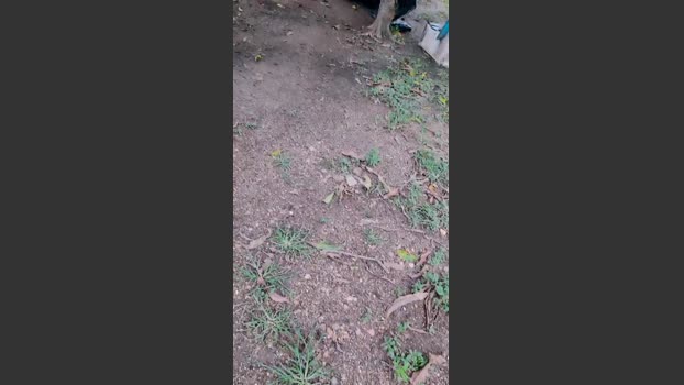 Papiyoungpig 23-07-2025 Recorded Video lick
