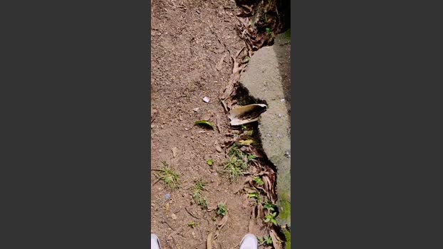 Papiyoungpig 27-07-2025 Recorded Video XXX