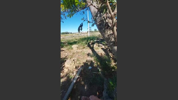 jao_magrao 29-07-2025 Recorded Video wank