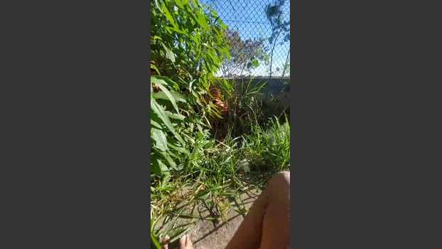 jao_magrao 29-07-2025 Recorded Video horny