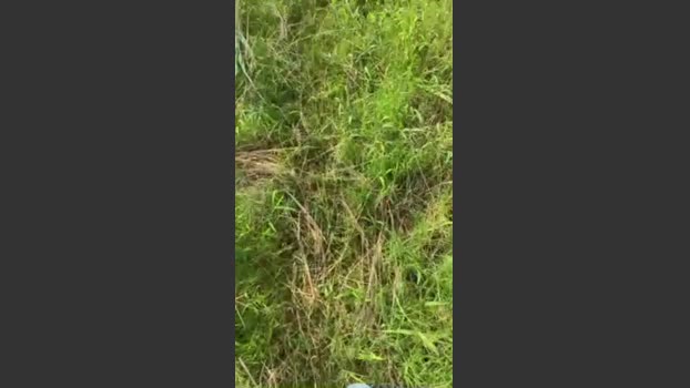 mexital58a 05-08-2025 Recorded Video analtoy