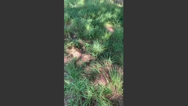 lulu6060 06-08-2025 Recorded Video suck