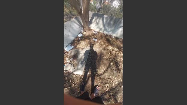 jao_magrao 14-08-2025 Recorded Video toy