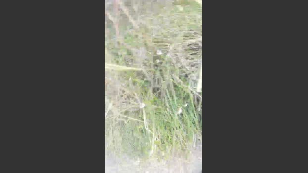 jonpardo4 14-08-2025 Recorded Video fuckface