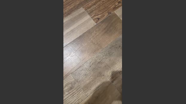 Zorro2024 20-08-2025 Recorded Video legs