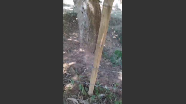Daddy_capixaba 22-08-2025 Recorded Video bigload