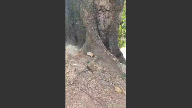 grandeygruesa1 28-08-2025 Recorded Video amateur