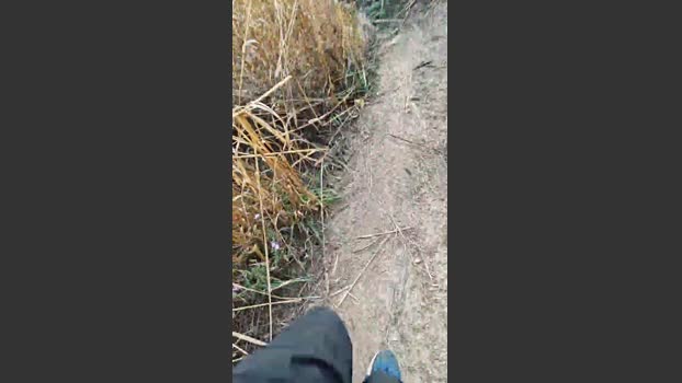 Arturito 31-08-2025 Recorded Video strip