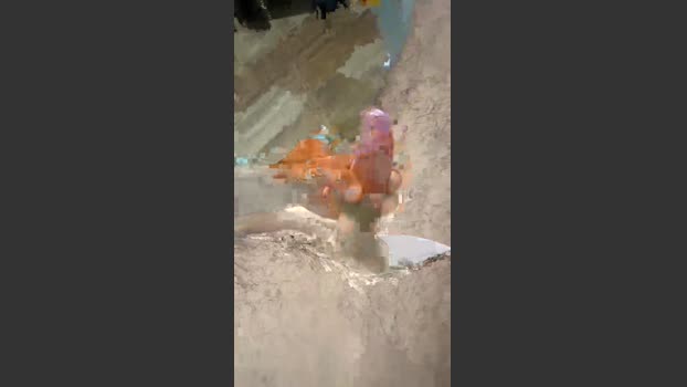 Zorro2024 01-09-2025 Recorded Video hard