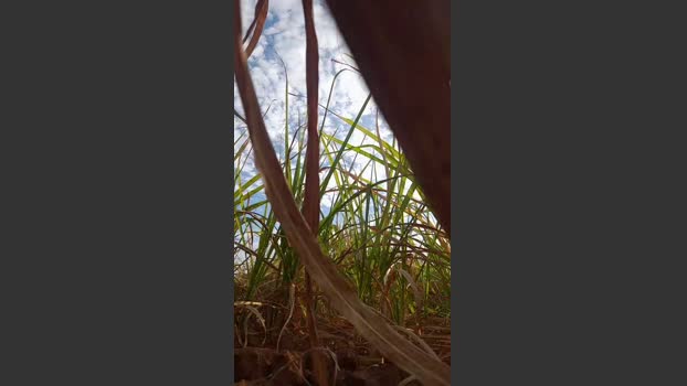 CastroDotad 09-09-2025 Recorded Video toy