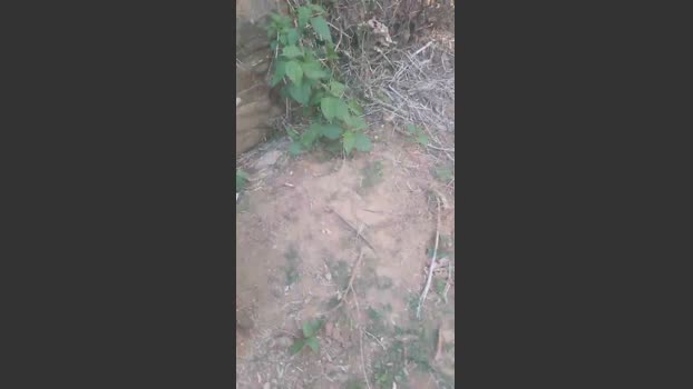 Daddy_capixaba 30-09-2025 Recorded Video horny