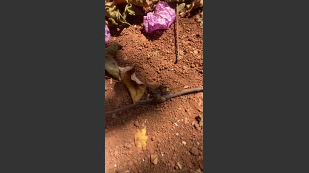 Lucasjandre 01-10-2025 Recorded Video Porn