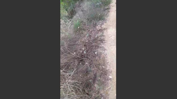 Arturito 05-10-2025 Recorded Video suck
