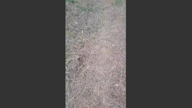 Daddy_capixaba 05-10-2025 Recorded Video natural