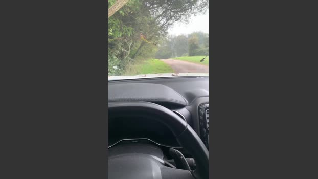 luc1965