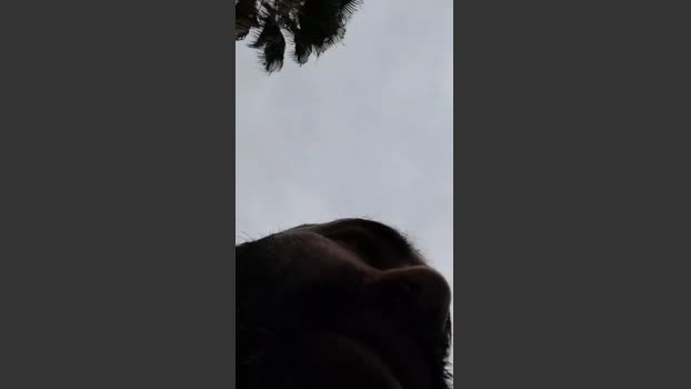 Cerbero31 17-10-2025 Recorded Video Show