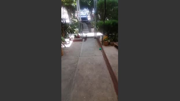 roncoratonm2 16-10-2025 Recorded Video yummy