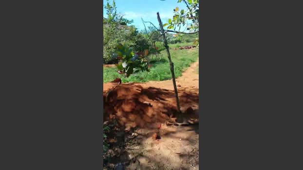 Solteiroc 23-10-2025 Recorded Video kiss