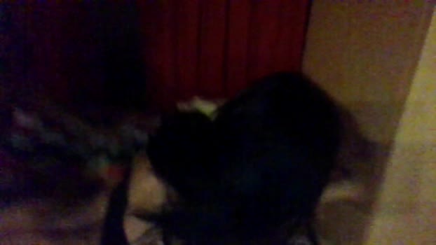 Ilfolle33 23-10-2025 Recorded Video playtime