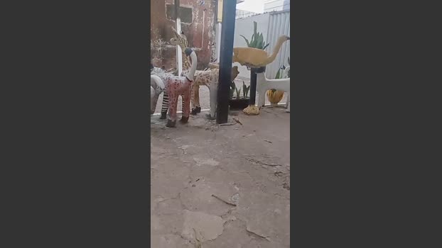 Flanjuh 01-11-2025 Recorded Video play