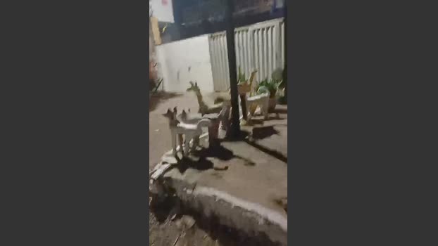Flanjuh 02-11-2025 Recorded Video orgasm