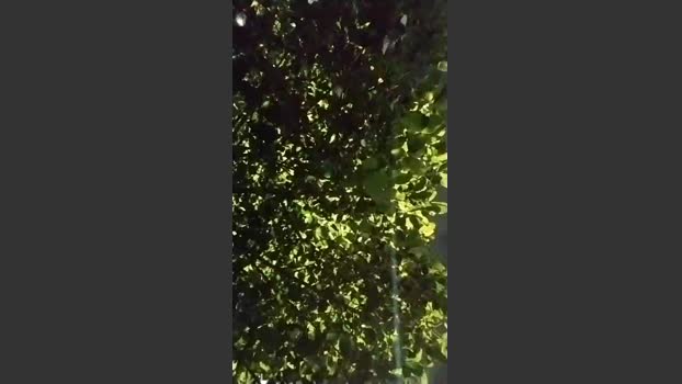 Sexylatinogay 02-11-2025 Recorded Video sexykitty