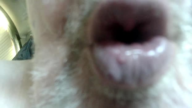 zahnlos 03-11-2025 Recorded Video Cam