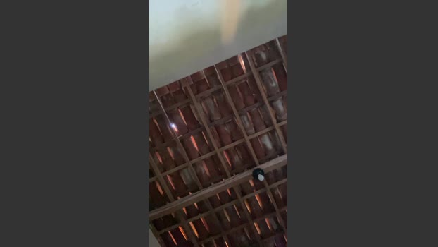 Spiderfindom 03-11-2025 Recorded Video natural