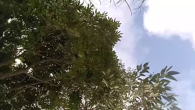 Remote_live 10-11-2025 Recorded Video strip