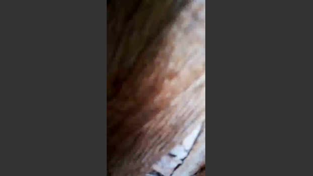 rodovlaz 12-11-2025 Recorded Video beauty