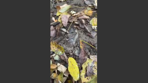 porcobg18 15-11-2025 Recorded Video toy