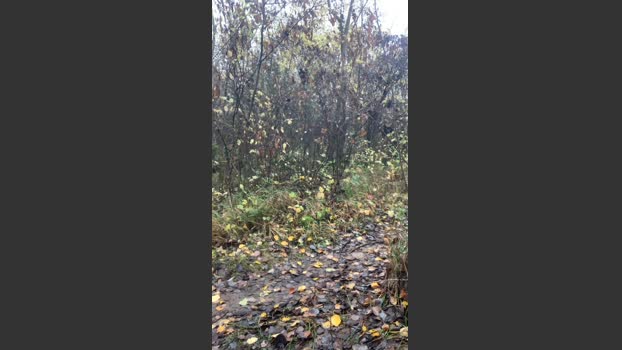 Joueurh 16-11-2025 Recorded Video oral